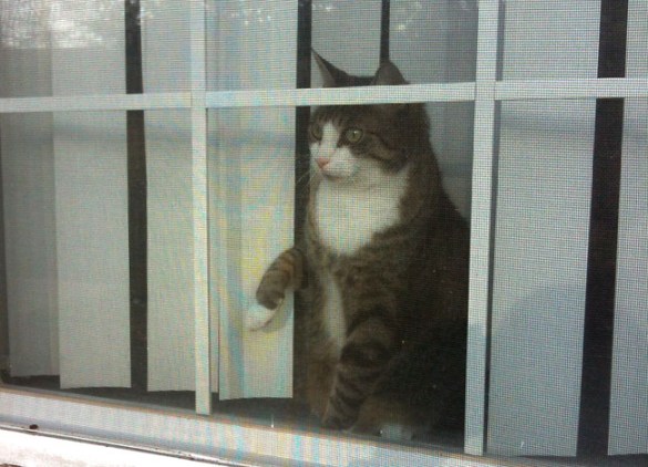 It's always nice to be greeted by our cat when I get home from a run!