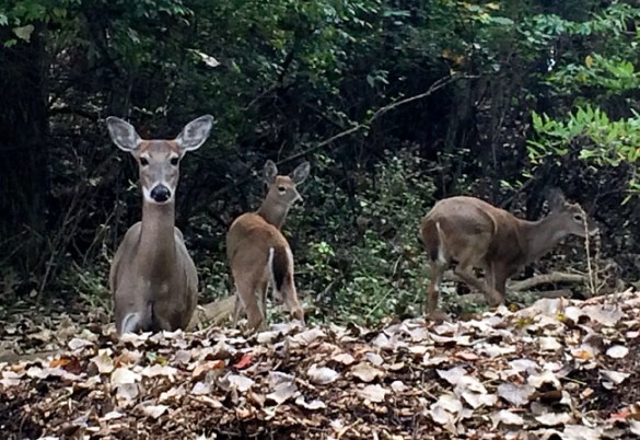 Just a few of the many deer we saw