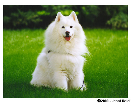 The awesome dog I had growing up