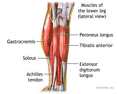 Lower leg muscles