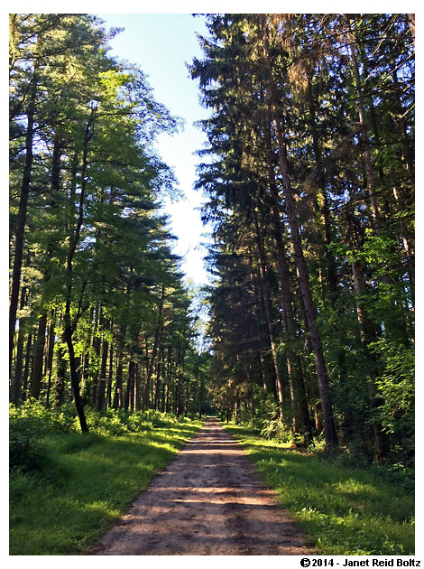 Surrounded by trees.