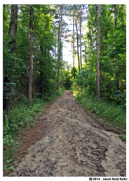 Softer ground is easier on the body but definitely more challenging.