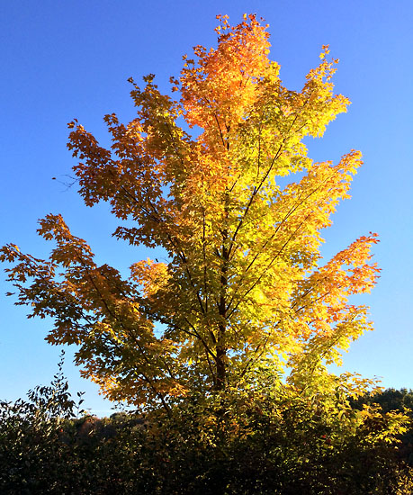 2014-10-11 - wild life marathon trail4
