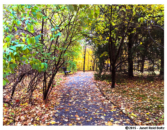 The fall colors looked great despite the dreary day.