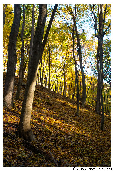 Rosy Mound Natural Area in Grand Haven.