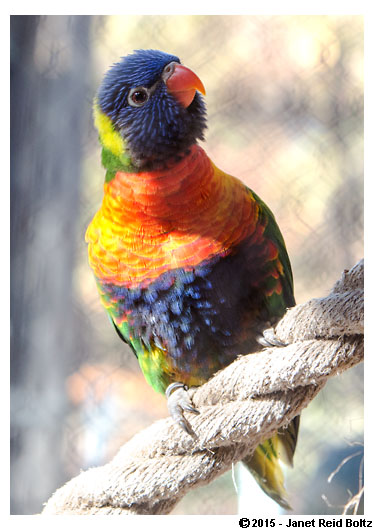 2015-11-08 - Cleveland Zoo