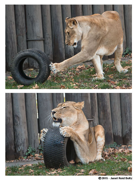 2015-11-08 - cleveland zoo5