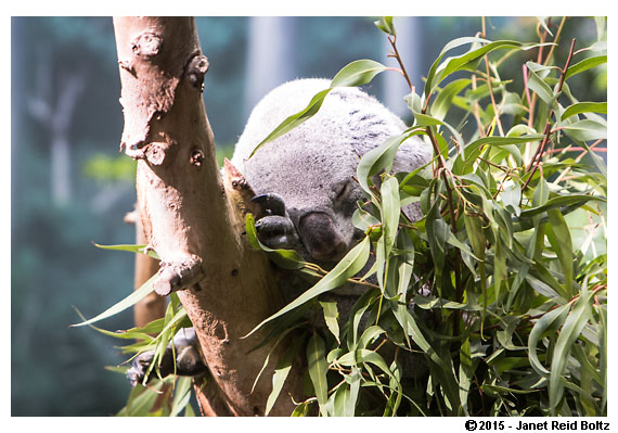 2015-11-08 - Cleveland Zoo