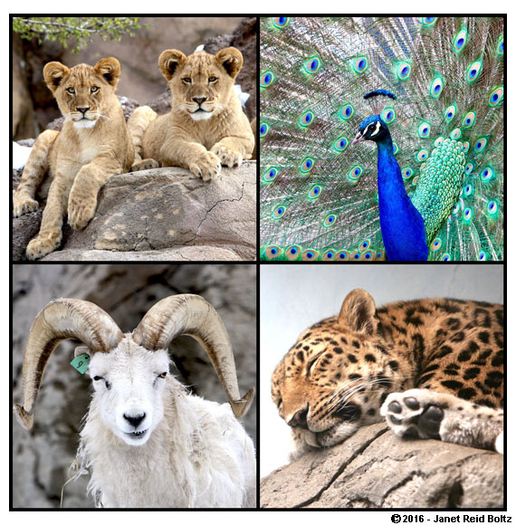 A sample of animals from the Denver Zoo