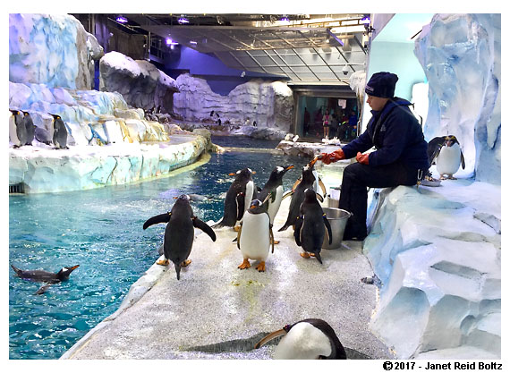 20170910detroitzoo10