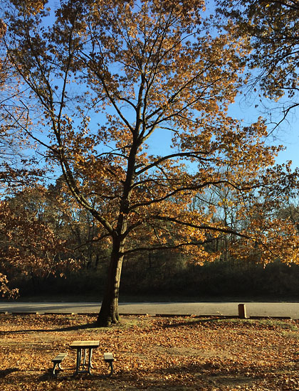 2017-11-24 - fri trees