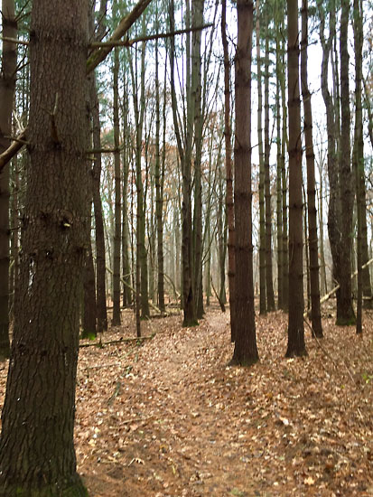 2017-11-25 - sat pines1