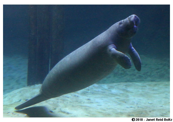 20180217columbuszoo3