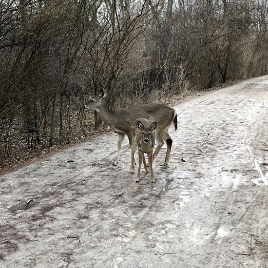 2020-03-05 - paint creek1