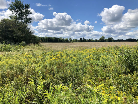 2020-08-30 - macomb orchard3